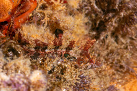 Gibbonsia montereyensis (Crevice Kelpfish)