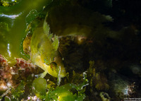 Gibbonsia elegans (Spotted Kelpfish)