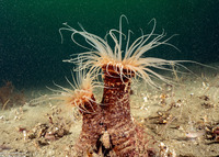 Pachycerianthus fimbriatus (Tube-Dwelling Anemone)