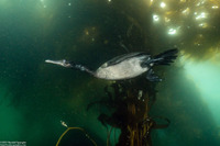Phalacrocorax pelagicus (Pelagic Cormorant)