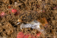 Paciocinebrina sclera (Sclera Rocksnail)