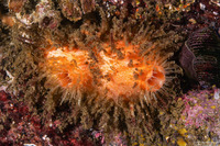 Halocynthia igaboja (Bristly Tunicate)