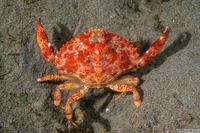 Cancer productus (Red Rock Crab)