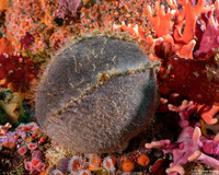 Craniella arb (Gray Puffball Sponge)