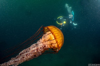 Chrysaora fuscescens (Brown Jellyfish)