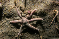 Astropecten armatus (Spiny Sand Star)