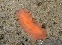 Eurylepta aurantiaca (Pinkstreak Flatworm)