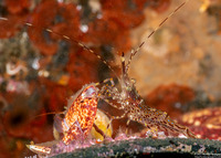 Pandalus danae (Dock Shrimp)