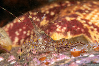 Pandalus danae (Dock Shrimp)
