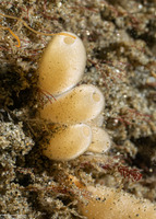 Leucilla nuttingi (Urn Sponge)