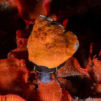 Tegula brunnea (Brown Turban Snail)