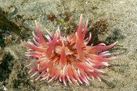 Urticina columbiana (Sand-Rose Anemone)