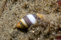 Rictaxis punctocaelatus (Striped Barrel Shell)