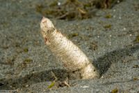 Travisia gigas (Spindle Worm)