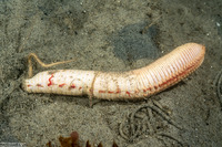 Travisia gigas (Spindle Worm)