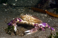 Cancer gracilis (Graceful Crab)