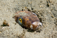 Ophichthus triserialis (Pacific Snake Eel)