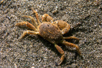 Scleroplax granulata (Burrow Pea Crab)