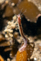 Platynereis bicanaliculata (Ragworm)