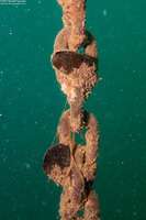 Mytilus trossulus (Bay Mussel)