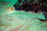 Paralichthys californicus (California Halibut)