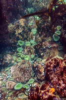 Anthopleura xanthogrammica (Giant Green Anemone)