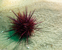 Mesocentrotus franciscanus (Red Sea Urchin)