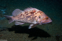 Sebastes auriculatus (Brown Rockfish)