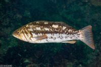 Paralabrax clathratus (Kelp Bass)