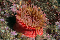Urticina eques (White-Spotted Rose Anemone)