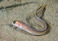 Ophidion scrippsae (Basketweave Cusk-Eel)