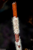 Amphissa versicolor (Variegate Amphissa)