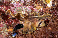 Nautichthys oculofasciatus (Sailfin Sculpin)
