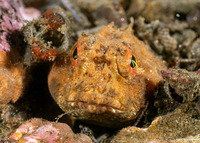 Enophrys taurina (Bull Sculpin)