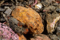 Enophrys taurina (Bull Sculpin)