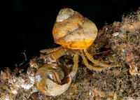 Pagurus granosimanus (Grainyhand Hermit Crab)