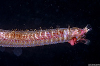 Glycera robusta (Bloodworm)