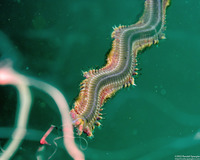Glycera robusta (Bloodworm)