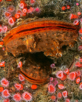 Crassedoma gigantea (Rock Scallop)