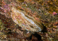 Pododesmus macrochisma (Abalone Jingle)