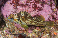 Sebastes carnatus (Gopher Rockfish)