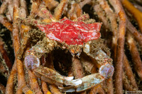 Mimulus foliatus (Foliate Kelp Crab)