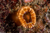 Paracyathus stearnsii (Brown Cup Coral)
