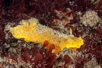 Doris montereyensis (Monterey Dorid)
