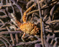 Mithrax hispidus (Coral Clinging Crab)