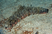 Holothuria mexicana (Donkey Dung Sea Cucumber)