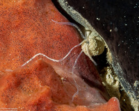 Terebellidae sp.1 (Spaghetti Worm)