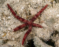 Ophidiaster guildingi (Guilding's Sea Star)