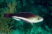 Scarus vetula (Queen Parrotfish)