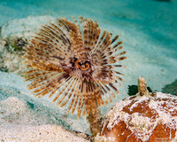 Sabellastarte magnifica (Magnificent Feather Duster)